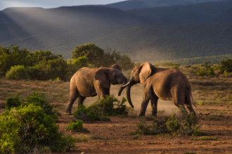 The Best Safari Destinations to Visit Each Month