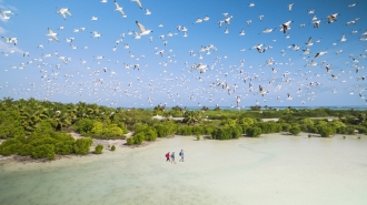 A Brief Guide to Birdlife in the Indian Ocean