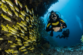 Diving in The Seychelles