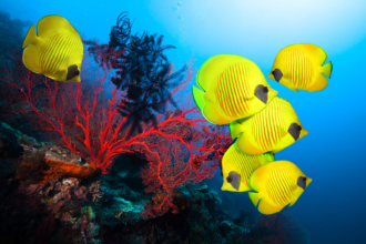 The Best of the Best: Diving Destinations