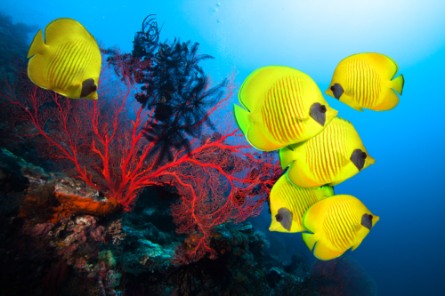 The Best of the Best: Diving Destinations
