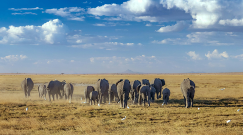 Our Essential Guide to East African Safaris