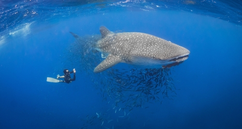 Whale Sharks: The Ocean's Gentle Giants